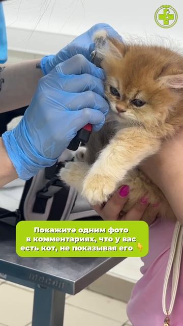 Докажи что у тебя кот