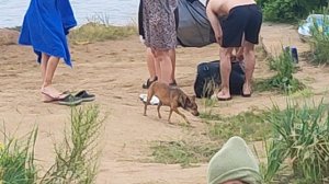 Ещё один бегун на пляже появился❤ 🐶