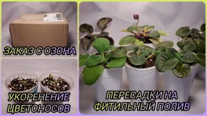 Заказ с Озона. Укоренение цветоносов. Пересадки фиалок.