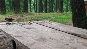 Birdwatching, синички и дятел
