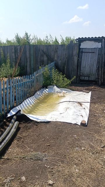 бассейн пришёлся по душе гусятам
