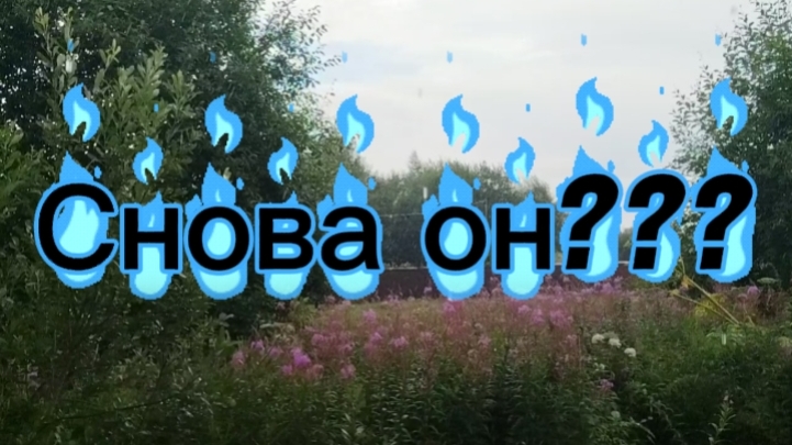 Продолжаем убирать борщевик с участка