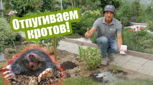 Кроты на участке: 4 способа избавиться от кротов