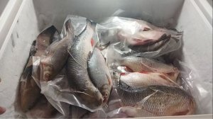 Мои любимые привезли рыбы с Оки. Вакууматор помог очередной раз справится с этим