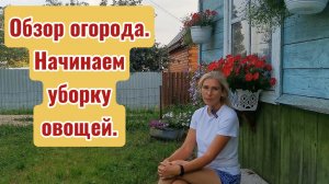 Обзор огорода. Сбор первого урожая + важная подкормка: последний шанс для томатов