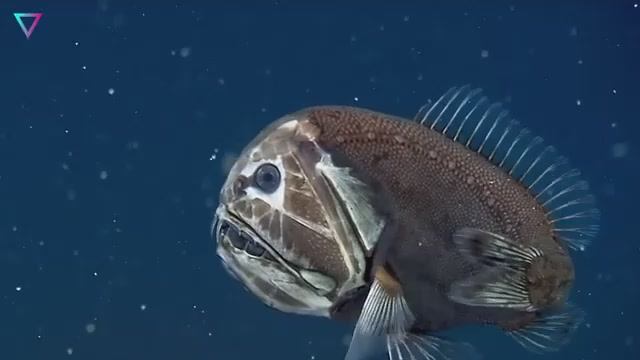 Самые страшные подводные существа