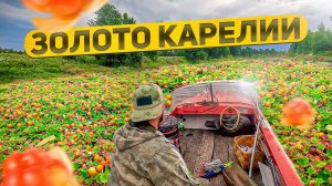 НА БОЛОТО ЗА МОРОШКОЙ. МЕДВЕДЬ НЕ ДРЕМЛЕТ. СБОР ЯГОД В КАРЕЛИИ