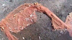 Рыбалка неводом. Пробный выезд.