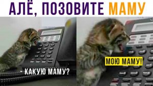 Мелкий я звоню маме на работу)) Приколы с котами