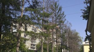Почему погибли лиственницы в центре Новосибирска? // «Новости 49» 30.07.26