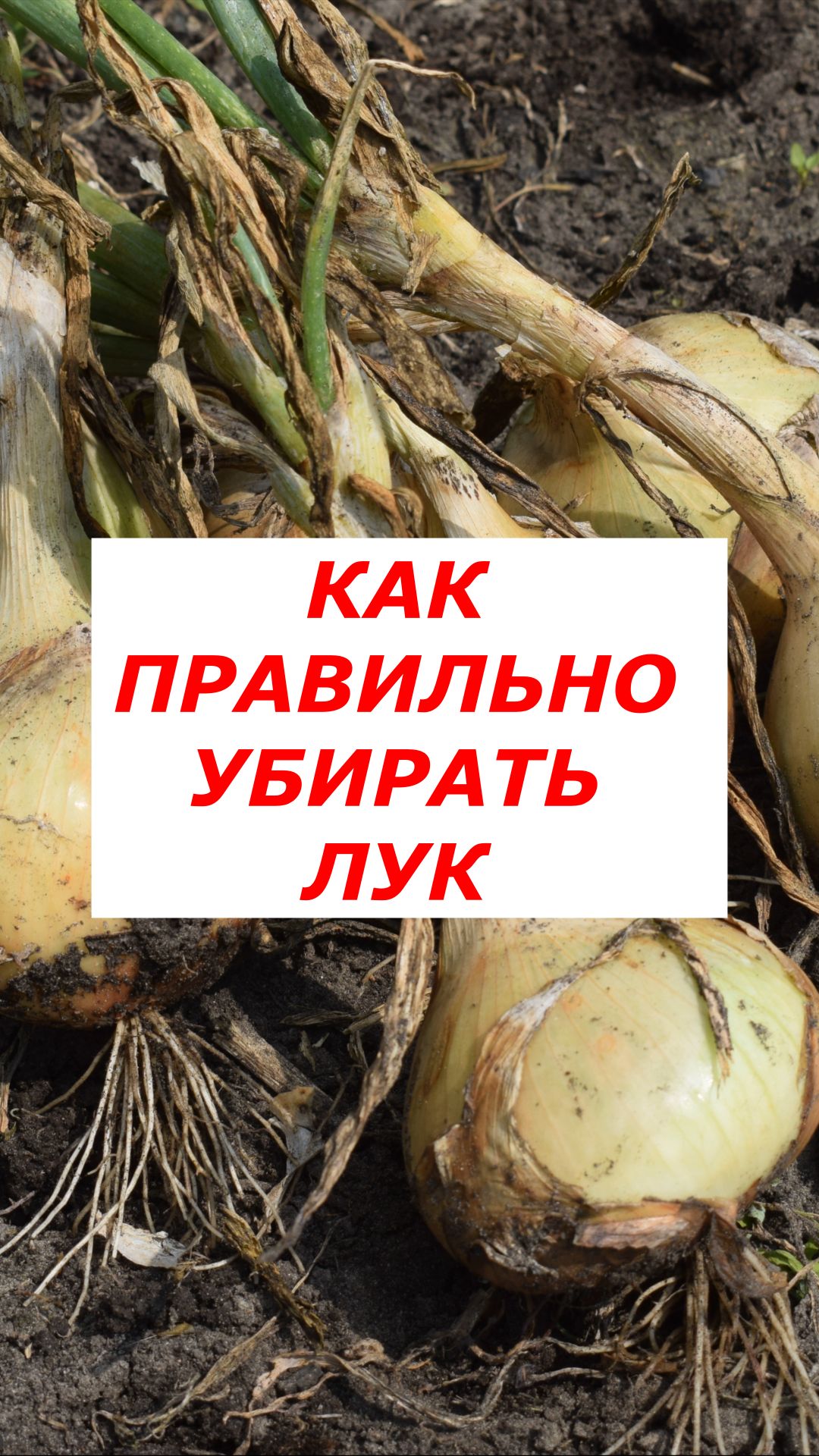 3 правила идеальной уборки лука для долгого хранения.