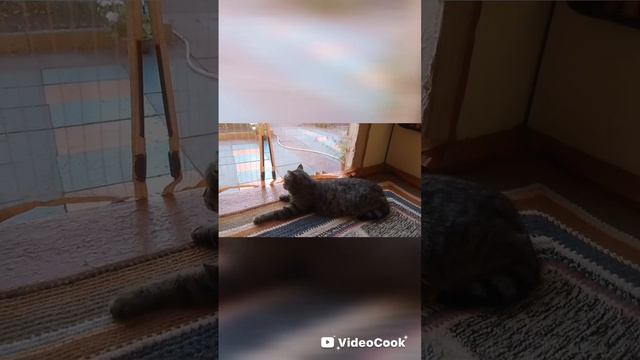 рассказываю о своих кошках и котах