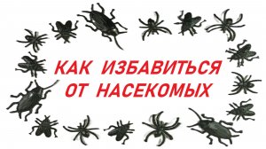 Как избавиться от насекомых в доме. Безопасно и эффективно.