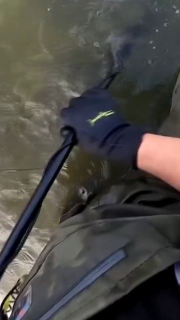 нашел золотое кольцо