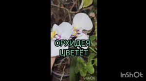 Орхидея цветёт