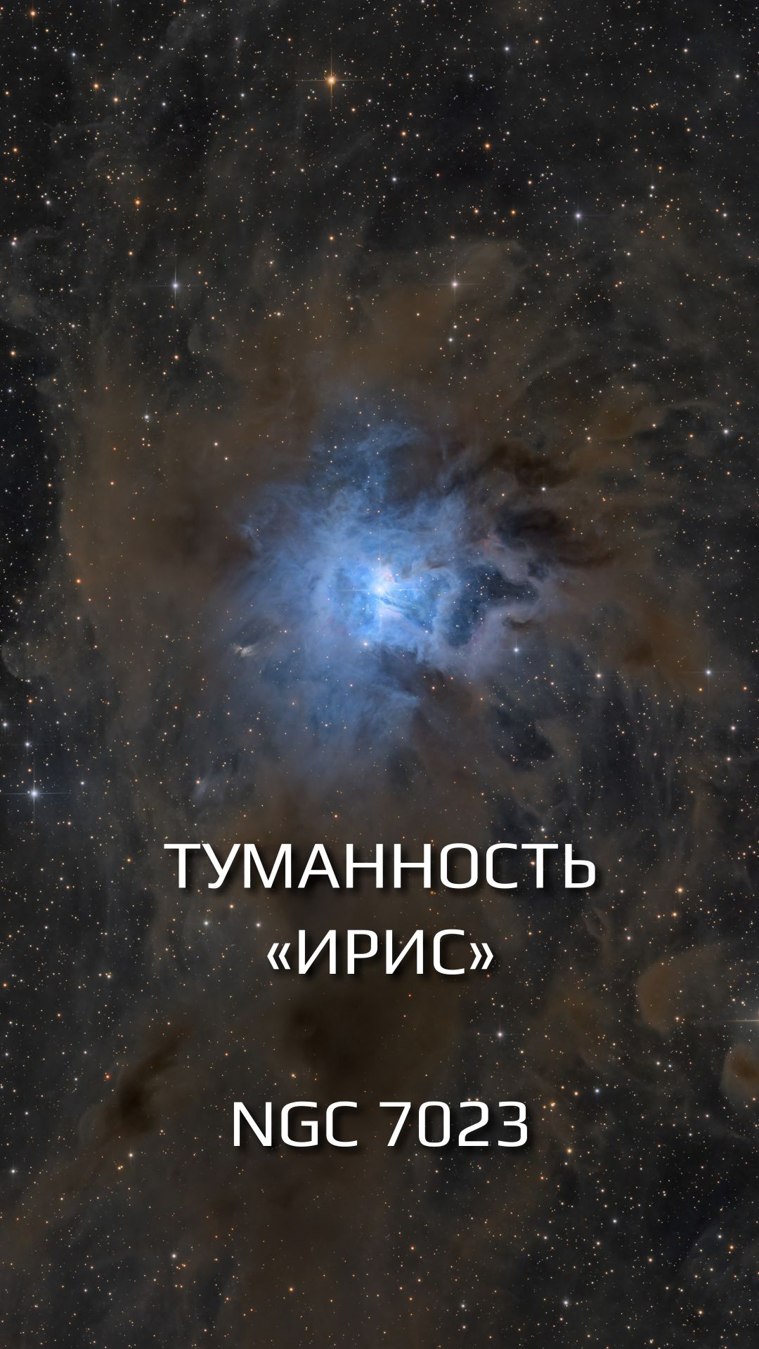 Туманность «Ирис» — NGC 7023