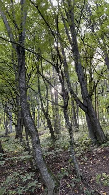 Дорога на старую канатку, Нальчик