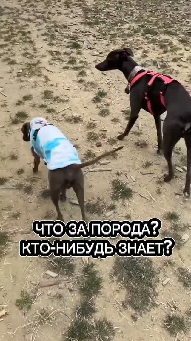 ЧТО ЗА ПОРОДА? КТО-ТО ЗНАЕТ? НАПИШИТЕ