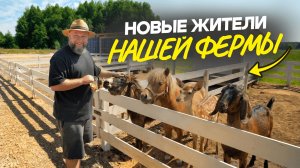 Открыли контактный зоопарк! / Учусь правильно выращивать быков / Нашли бесплатные поля для корма