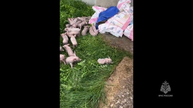 2,5 тысячи поросят погибли при пожаре на ферме в Курганской области