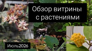 обзор витрины с растениями. июль2026
