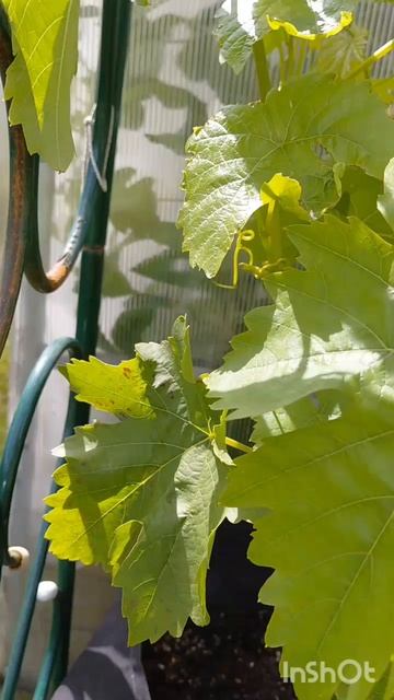 🍇 Обзор моего винограда на конец июля #виноград #сад #дача #огород #садоводство