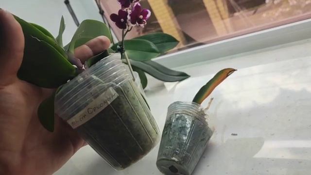 Как я купила микс мутантов без мутантов 🤣🤣🤣. Авантюра- в которую я больше ни ногой