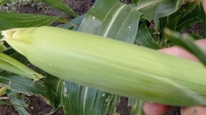 Лето урожайное🌽✨