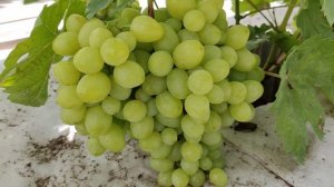 ДИАНКА И ВЗЛЁТ!!!🍇🍇🍇 ОЧЕНЬ ДОСТОЙНЫЕ ФОРМЫ!!! Telegram, WhatsApp, Vlber и MAX +79528500417.