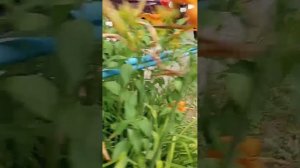 Видео.1