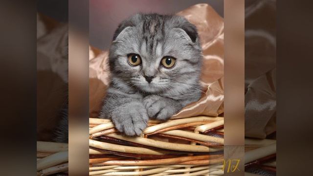 Милашки-котики