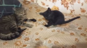 Игры и драки между котиками