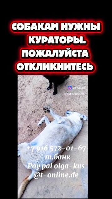 Собаки спасённые из отлова.
пожалуйста помогите