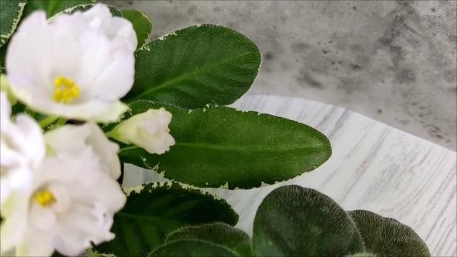 Фиалки. Селекция ЛЕ- Лебецкой Елены