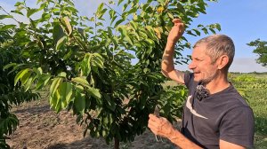 Летняя обрезка черешни для повышения урожайности!