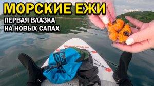 Первая вылазка на SUP-досках. Морские ежи. Сбор морепродуктов #Сахалин #морепродукты #рыбалка