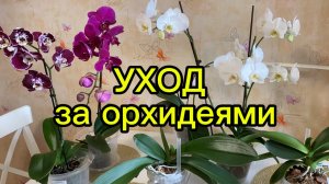 💦Теплый ДУШ для орхидей🌿 купание, полив и подкормка