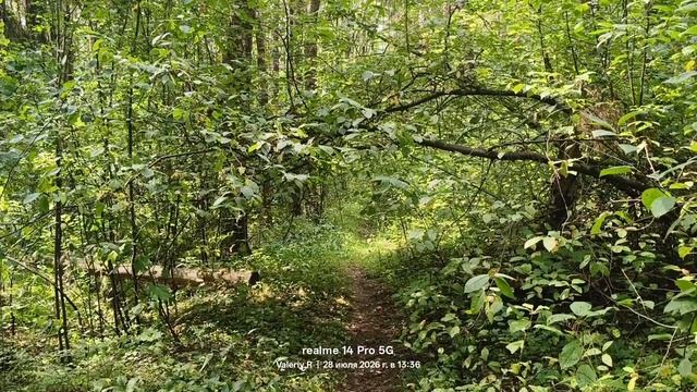 Прогулка #49 🌳🌲☀️🌳🌲 28.07.2026