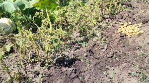 Ковыряемся.Урожай конечно «шикарный « Жизнь станичная на пенсии.