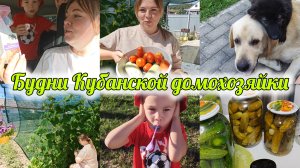 ОГУРЧИКИ, КАК ИЗ БОЧКИ🥒РАСПАКОВКА ФИКС ПРАЙС, 5ка👛💸ДОМАШНИЕ ДЕЛА🍅