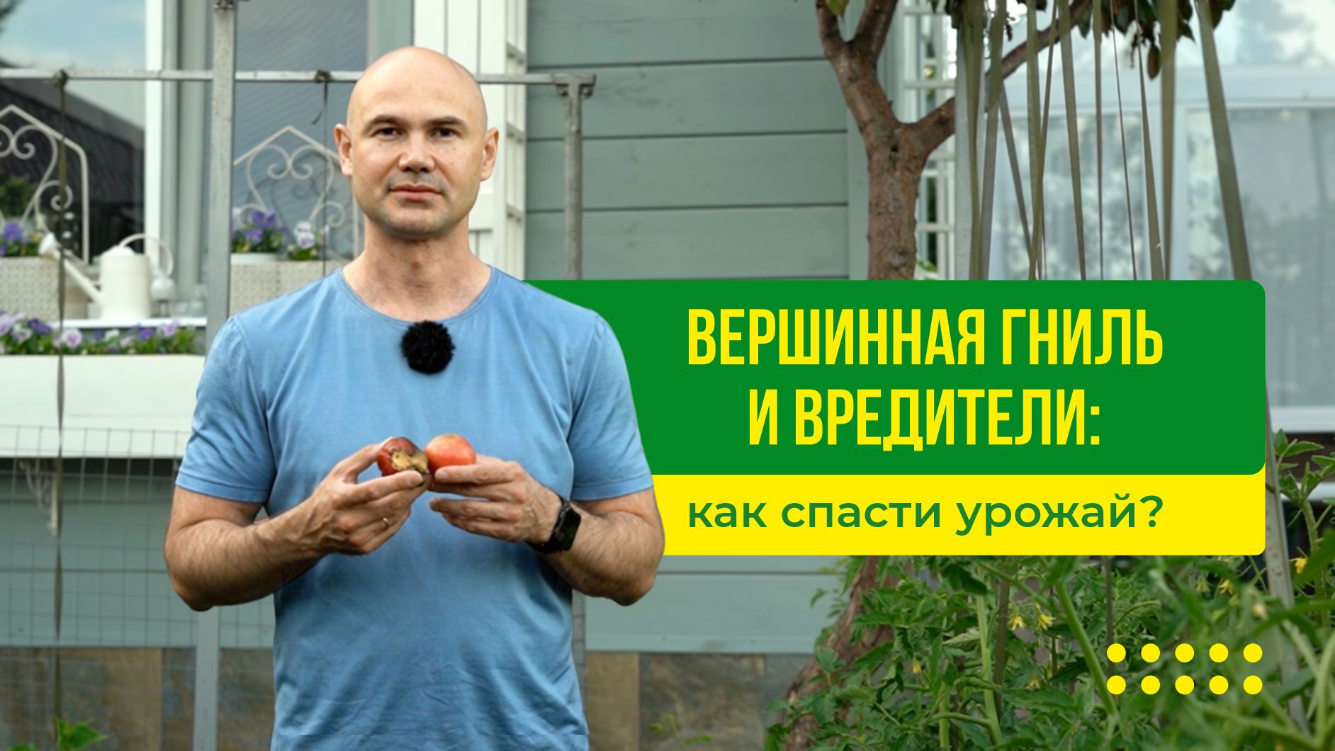 Вершинная гниль и вредители: как спасти урожай?