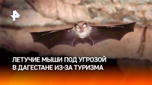 Редкие летучие мыши оказались в опасности из-за туристов в Дагестане