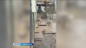 Жители Зеленой рощи в Ставрополе страдают от круглосуточного лая собак
