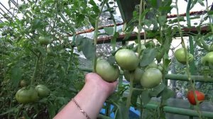 Крупноплодные томаты. Часть 3