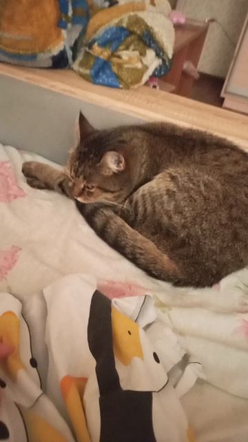 Кошка Мотя 🐱
