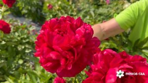 Carol peony. Кэрол пион. Пулков сад (2026 г.)