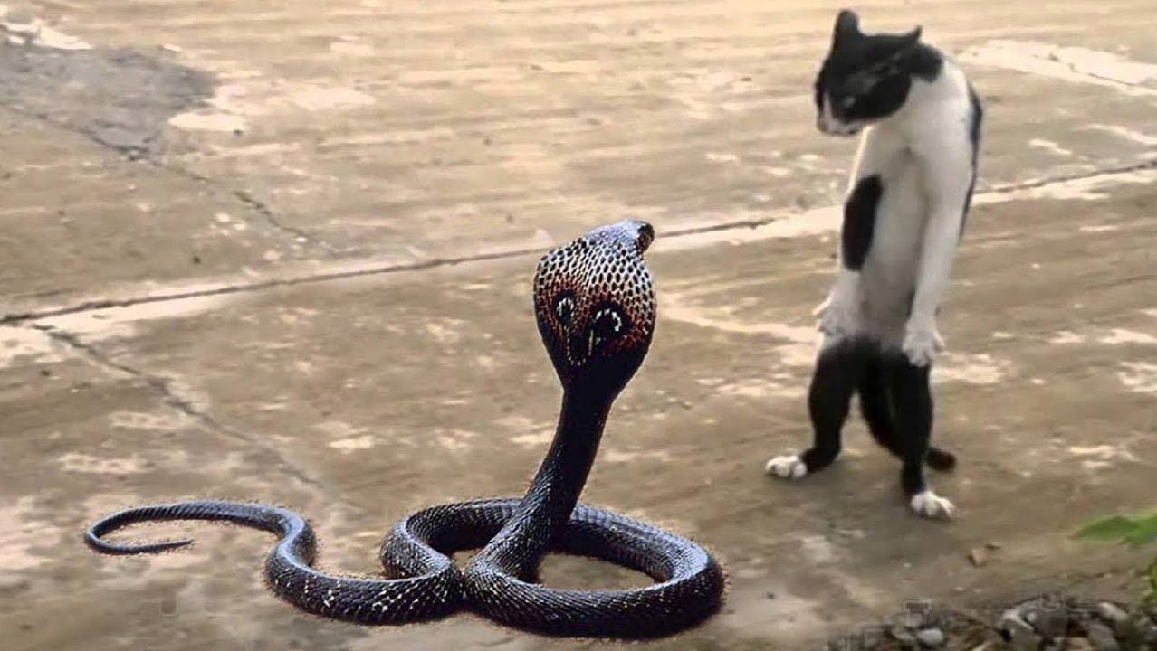 Реакция котиков на других животных 😂