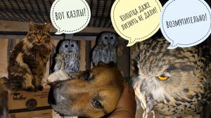 Пёс Кубик учится не быть козлом с козлом. Сова Ёль начала есть мышей. Кошка Морошка встретила груз