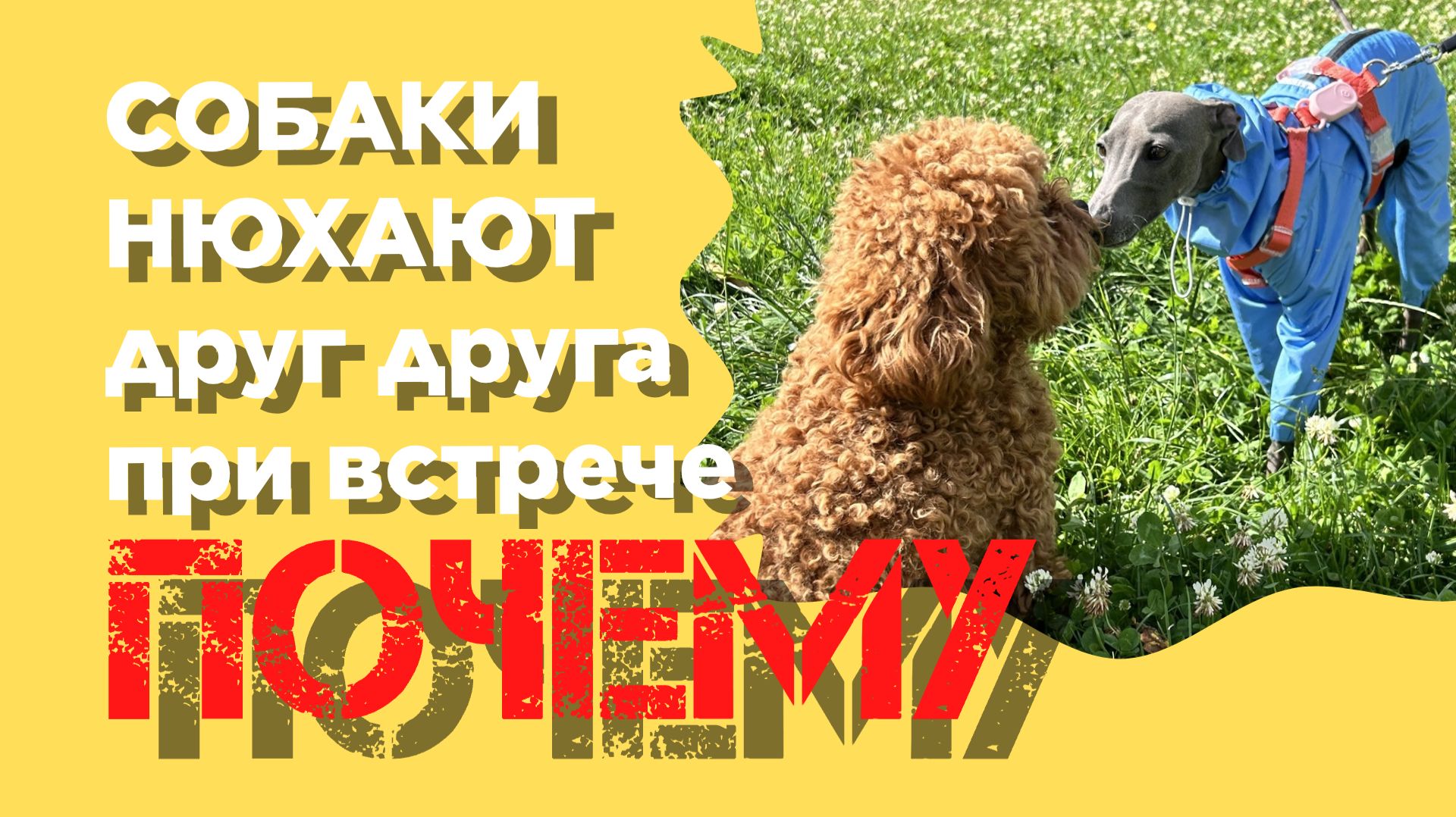 ЗАЧЕМ СОБАКИ ЭТО ДЕЛАЮТ?