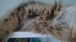 КОШЕЧКА ТАРА😻❤️🔥💋💕